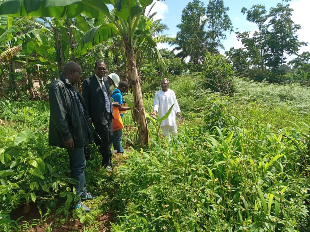 Chefferie Bamena - Cameroun